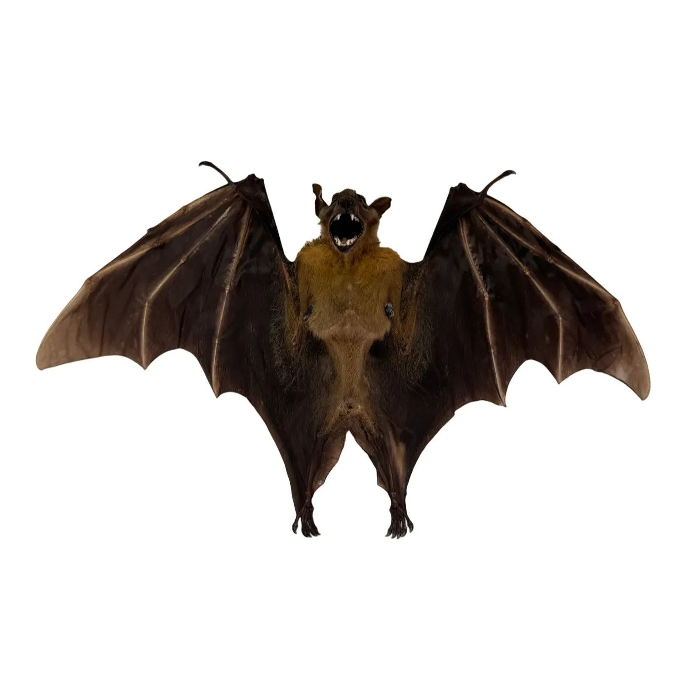 Cynopterus brachyotis - geprepareerd - vleerhond - half gevouwen vleugels