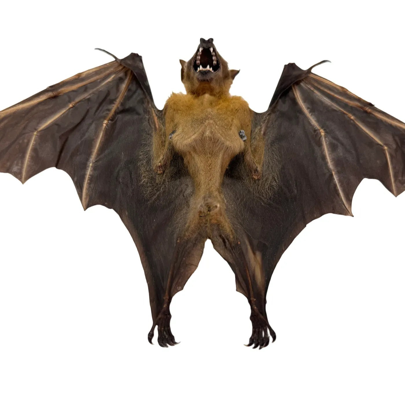 Cynopterus brachyotis - geprepareerd - vleerhond - half gevouwen vleugels