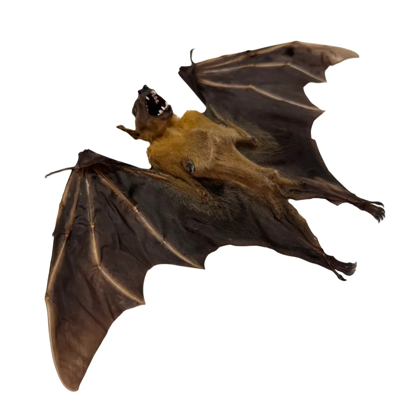 Cynopterus brachyotis - geprepareerd - vleerhond - half gevouwen vleugels