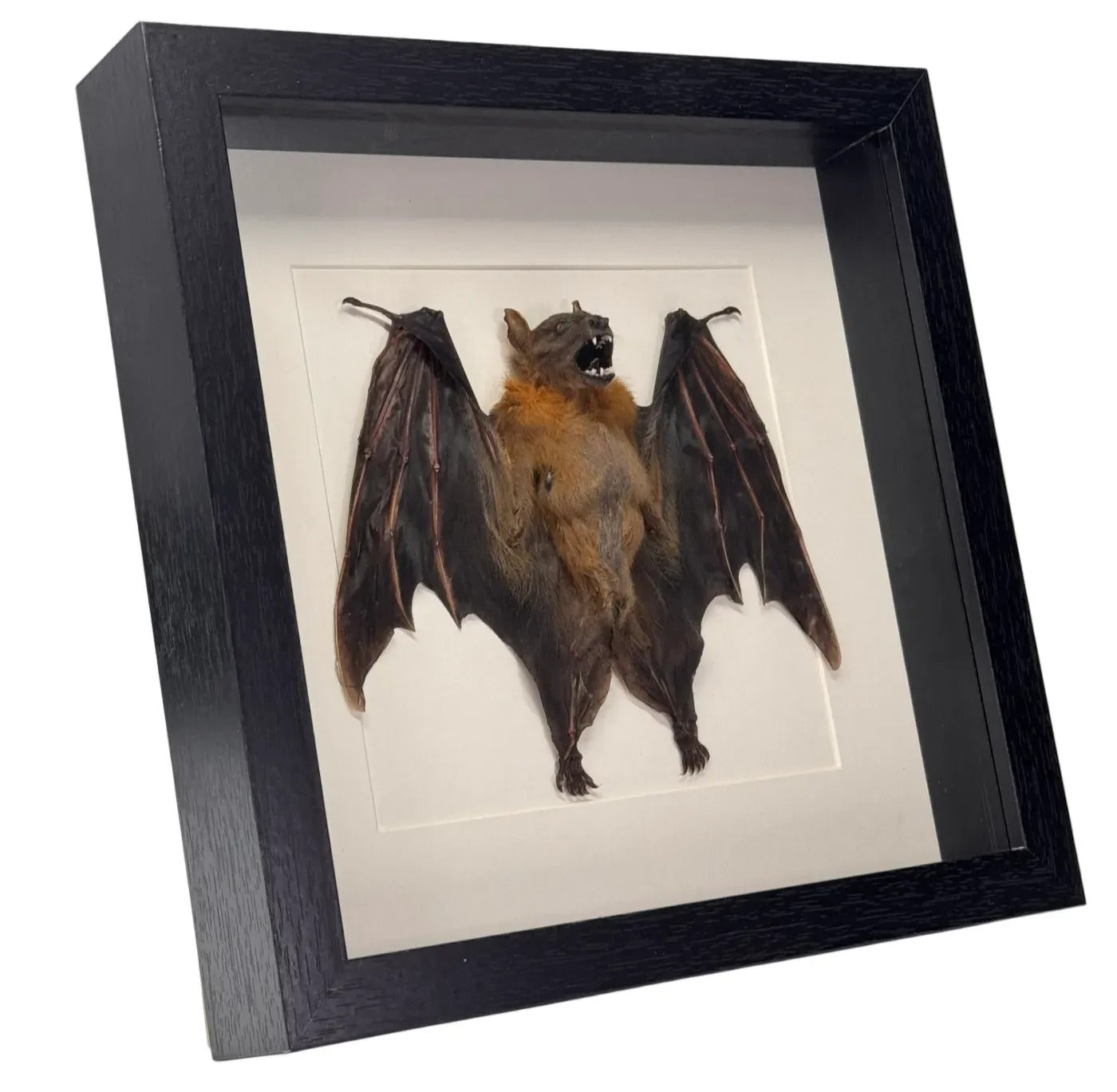 Cynopterus brachyotis in luxe lijst - vleerhond - gevouwen vleugels