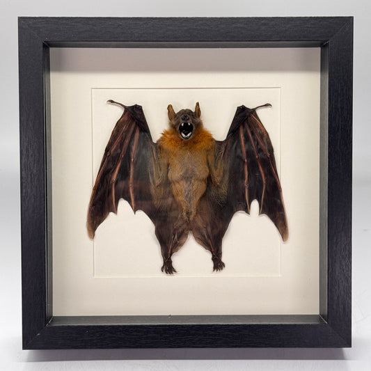 Cynopterus brachyotis in luxe lijst - vleerhond - gevouwen vleugels