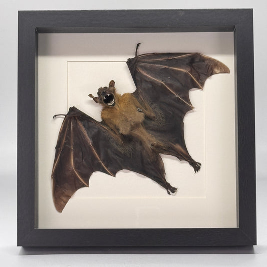 Cynopterus brachyotis in luxe lijst - vleerhond - half gevouwen vleugels