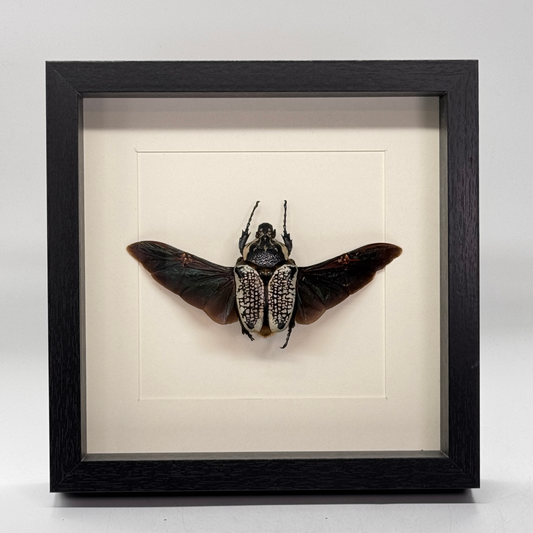 Goliathus orientalis in luxe lijst - grote kever