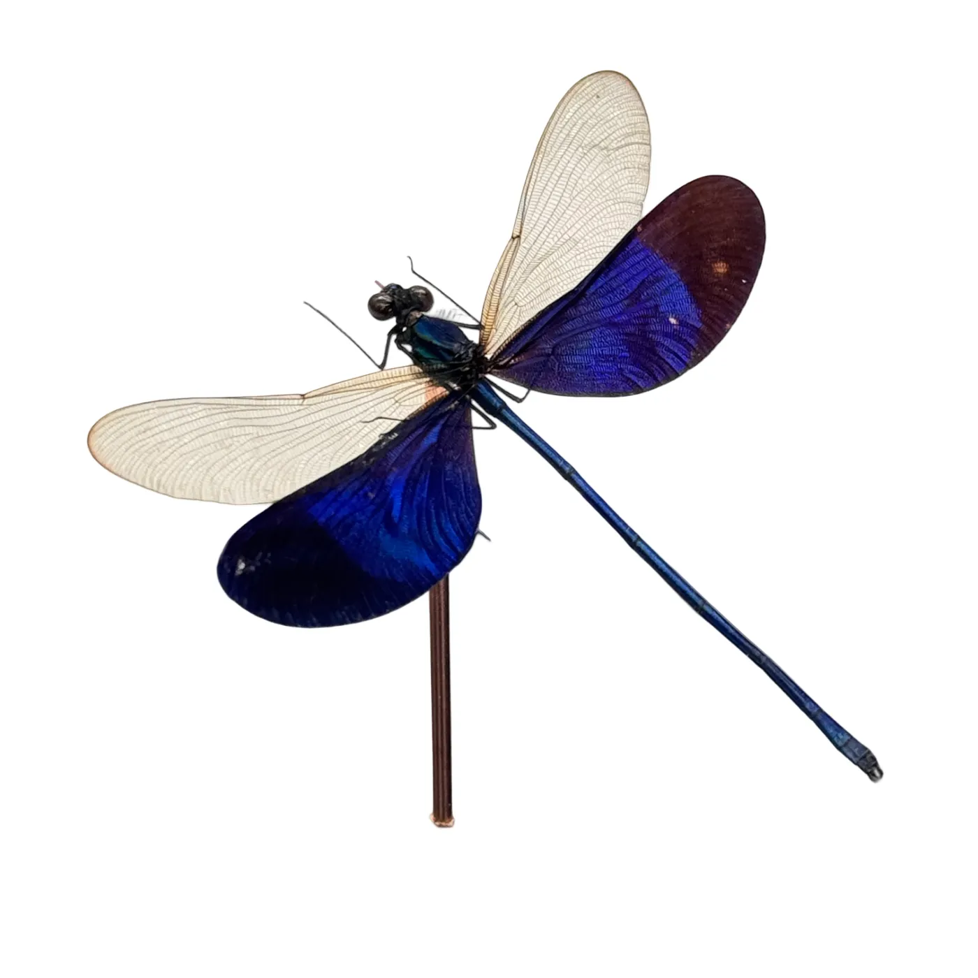 Lucanidae odontolabis – lucane cerf-volant – passe partout 16×16 cm