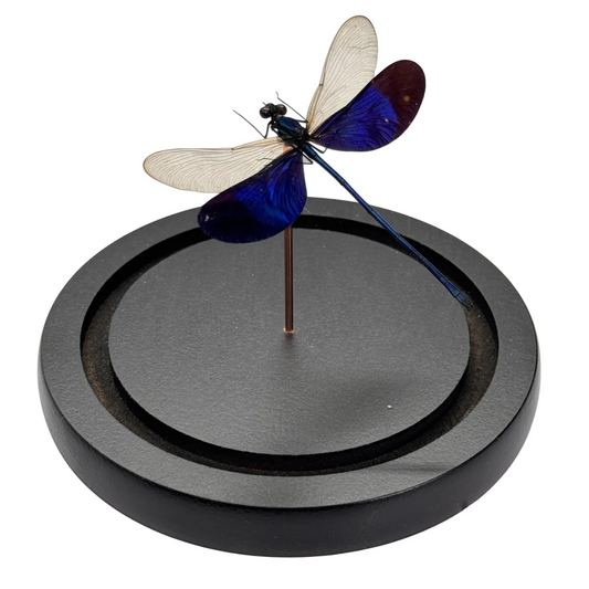 Blauwe Libelle in Glazen Stolp – Neurobasis kaupi pavo