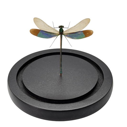 Groene Libelle in Glazen Stolp – Neurobasis chinensis florida