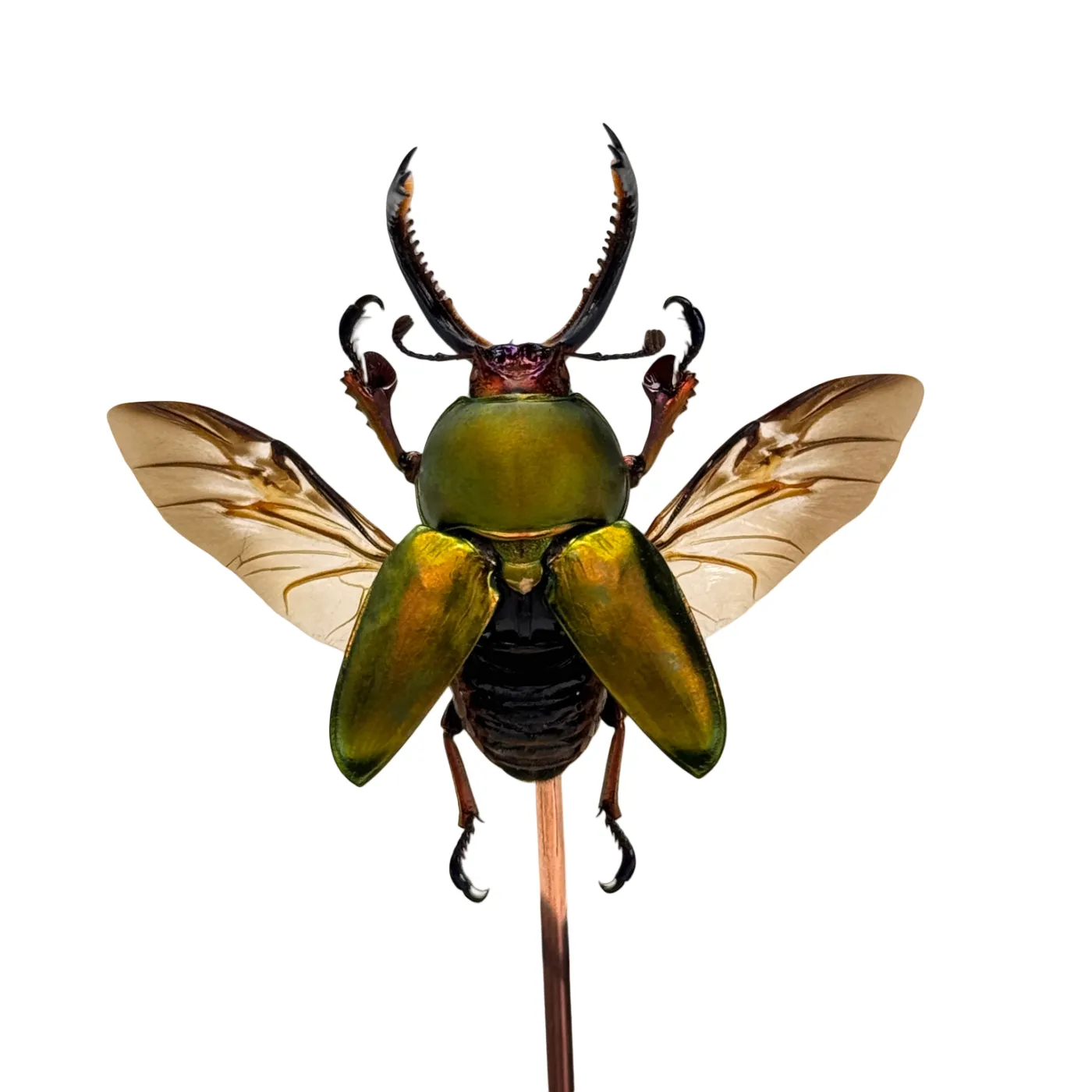 Lamprina adolphinae kever in stolp