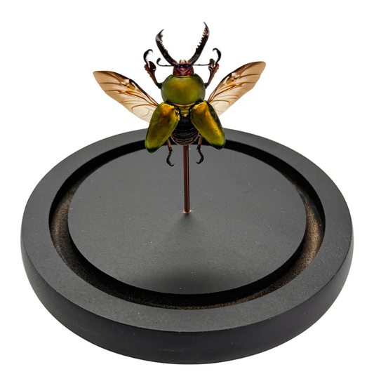 Lamprina adolphinae kever in stolp