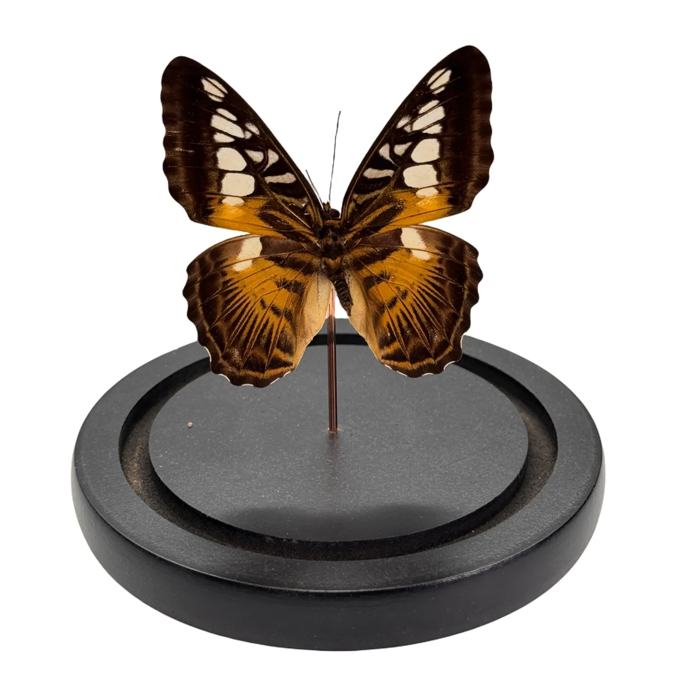 Parthenos sylvia in glazen stolp vlinder