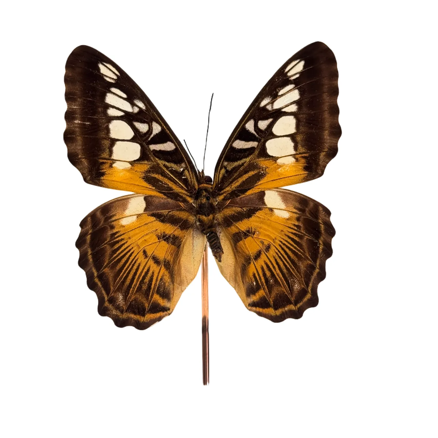 Parthenos sylvia in glazen stolp vlinder