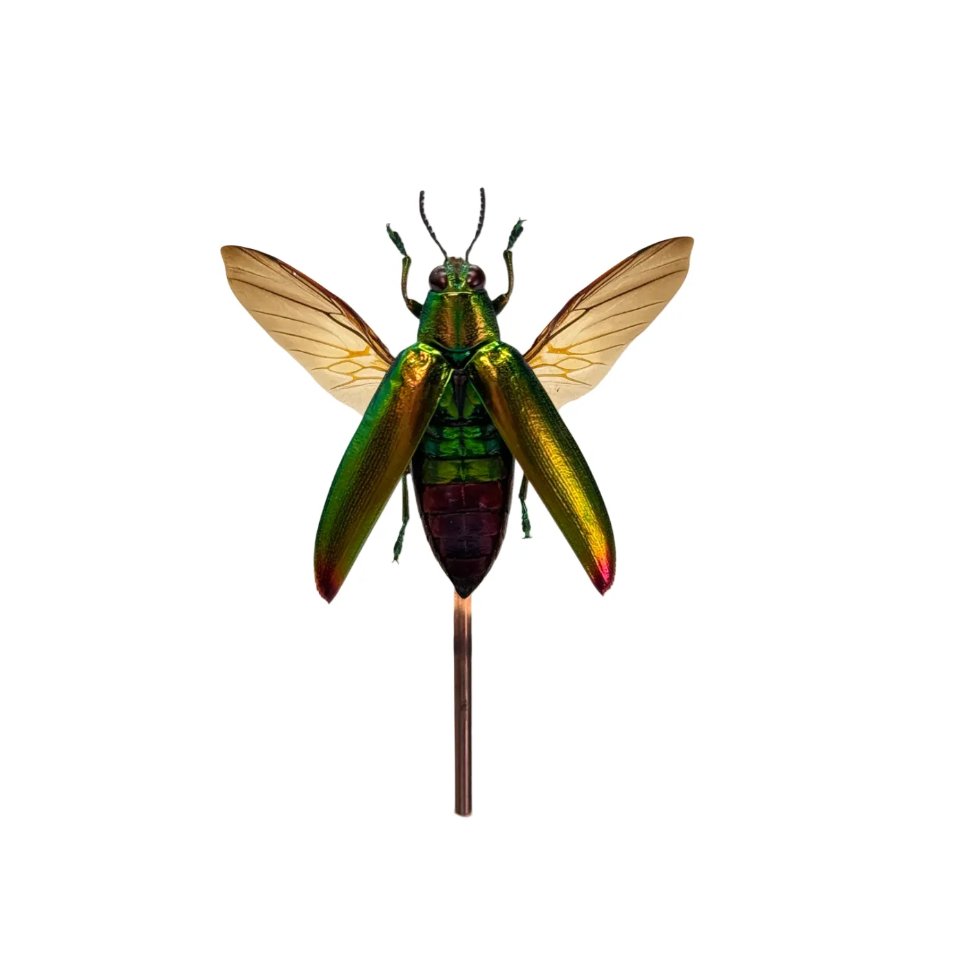 Chrysochroa fulminans in glazen stolp - juweelkever