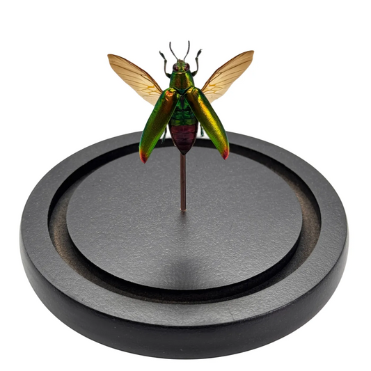 Chrysochroa fulminans in glazen stolp - juweelkever