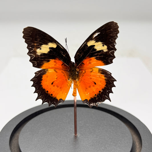 Cethosia hypsea in glazen stolp vlinder