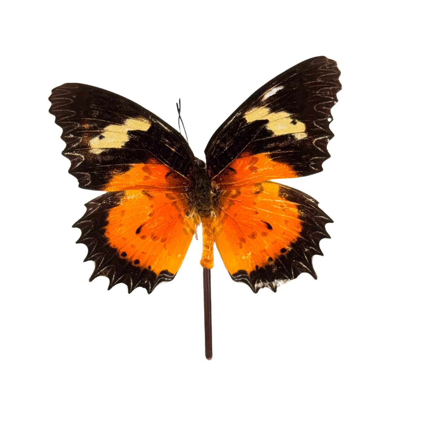 Cethosia hypsea in glazen stolp vlinder