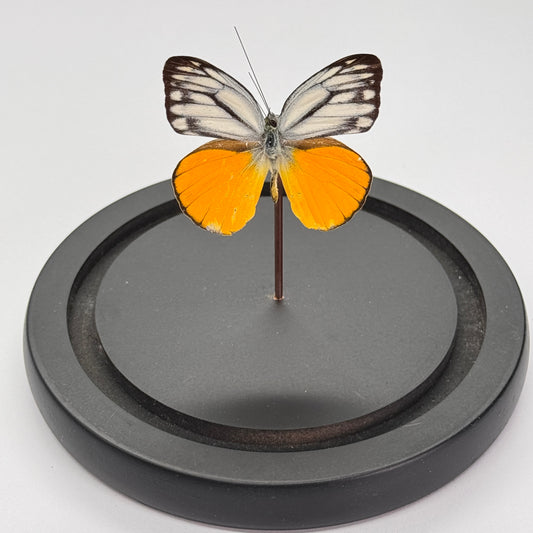 Cepora aspasia in glazen stolp vlinder