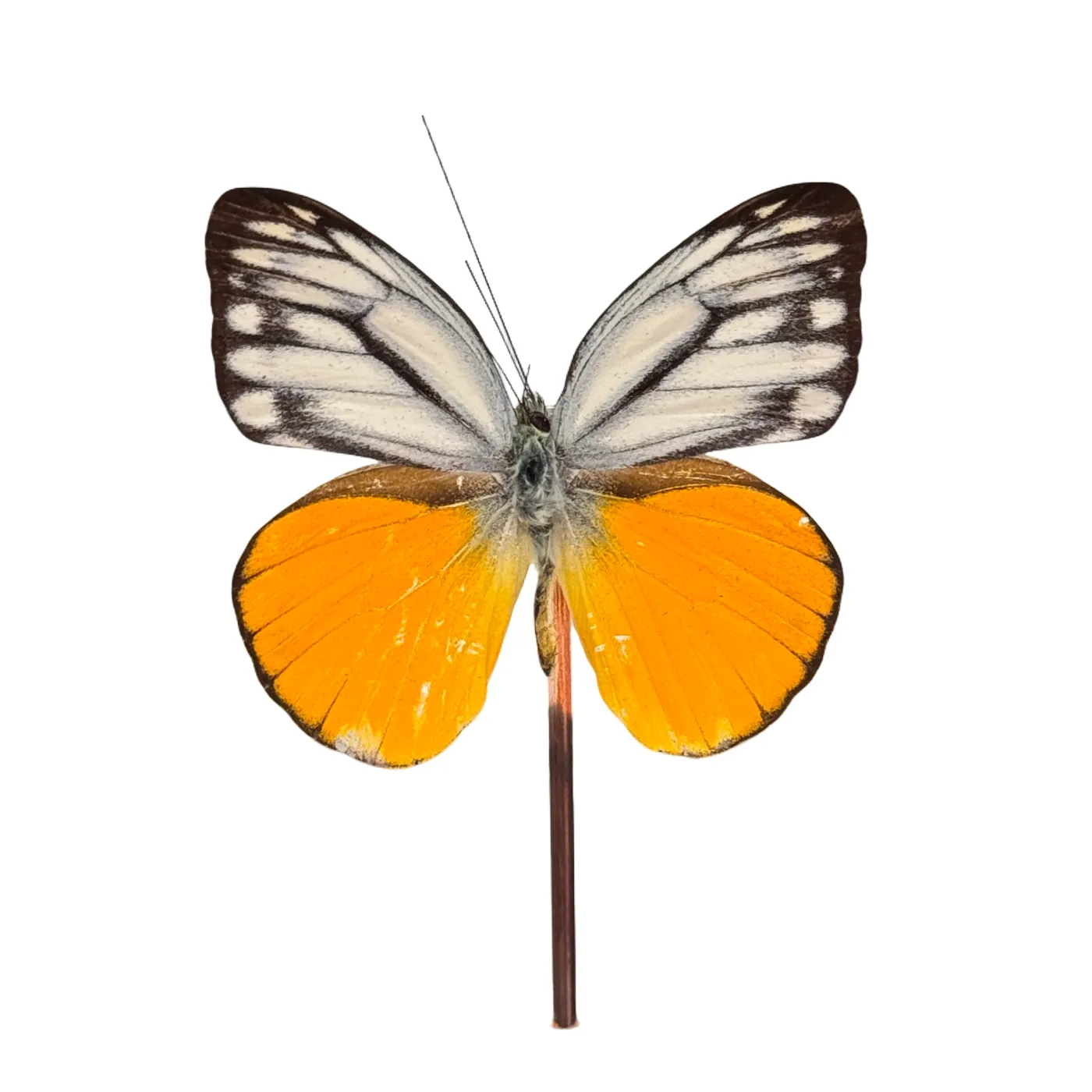 Cepora aspasia in glazen stolp vlinder