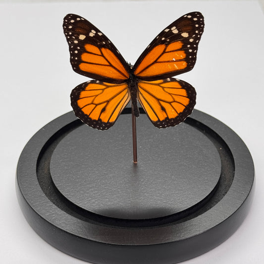 Danaus plexippus in glazen stolp - Monarch vlinder