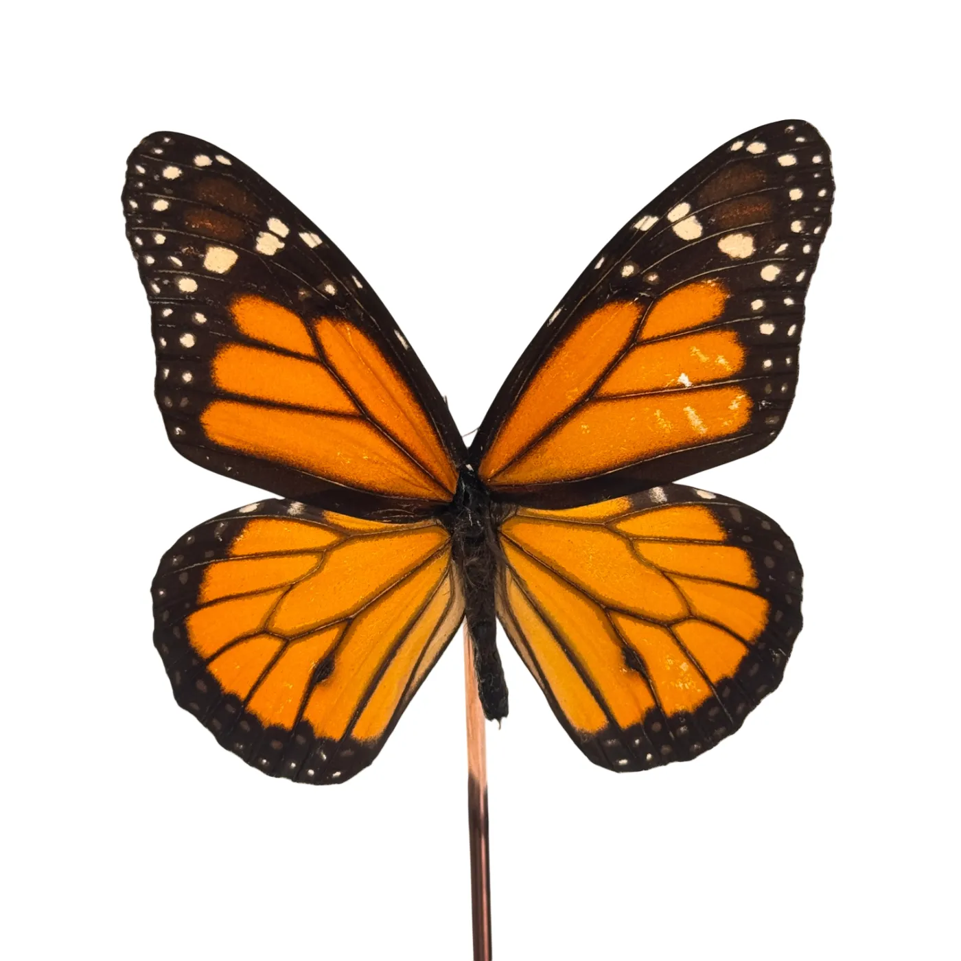 Danaus plexippus in glazen stolp - Monarch vlinder