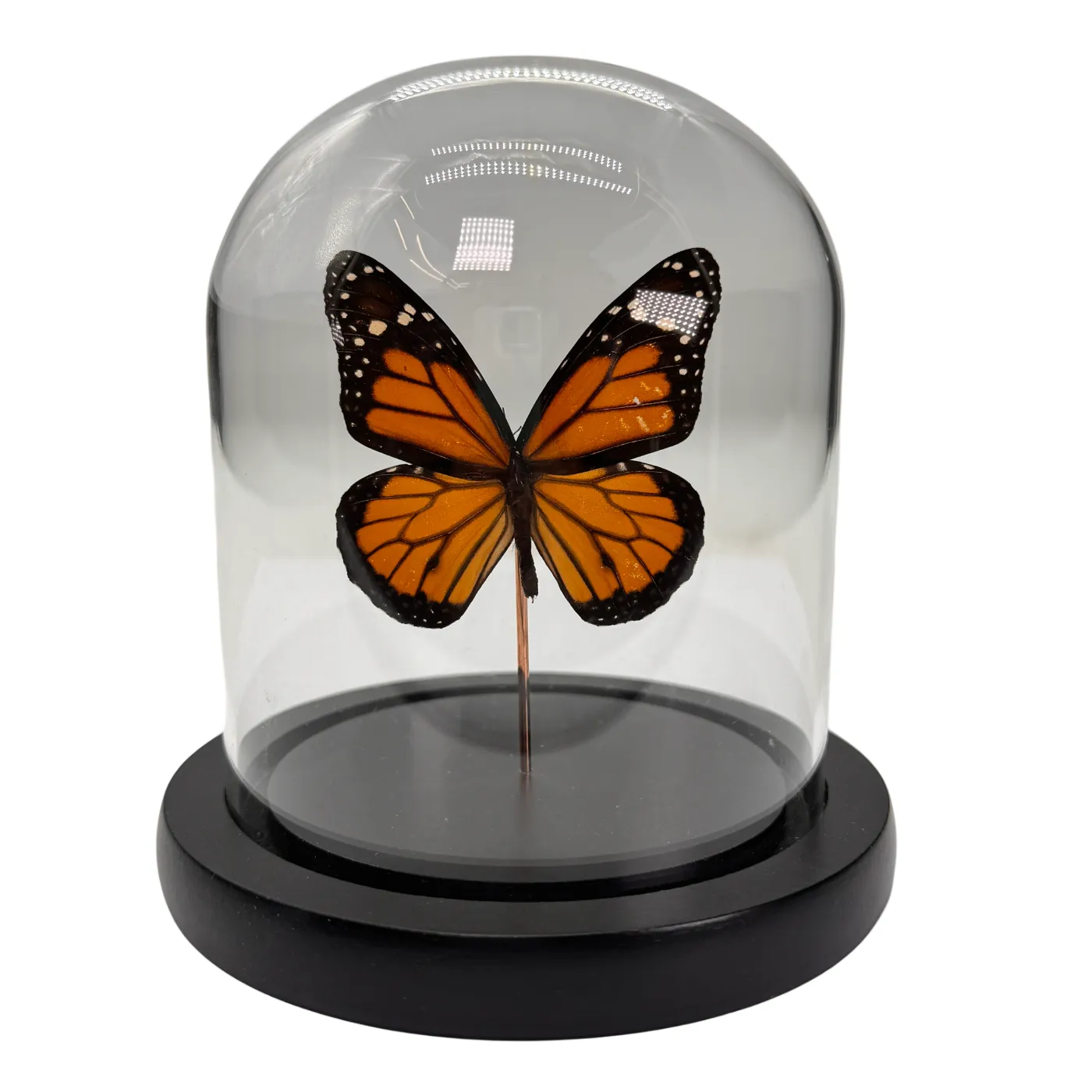Danaus plexippus in glazen stolp - Monarch vlinder