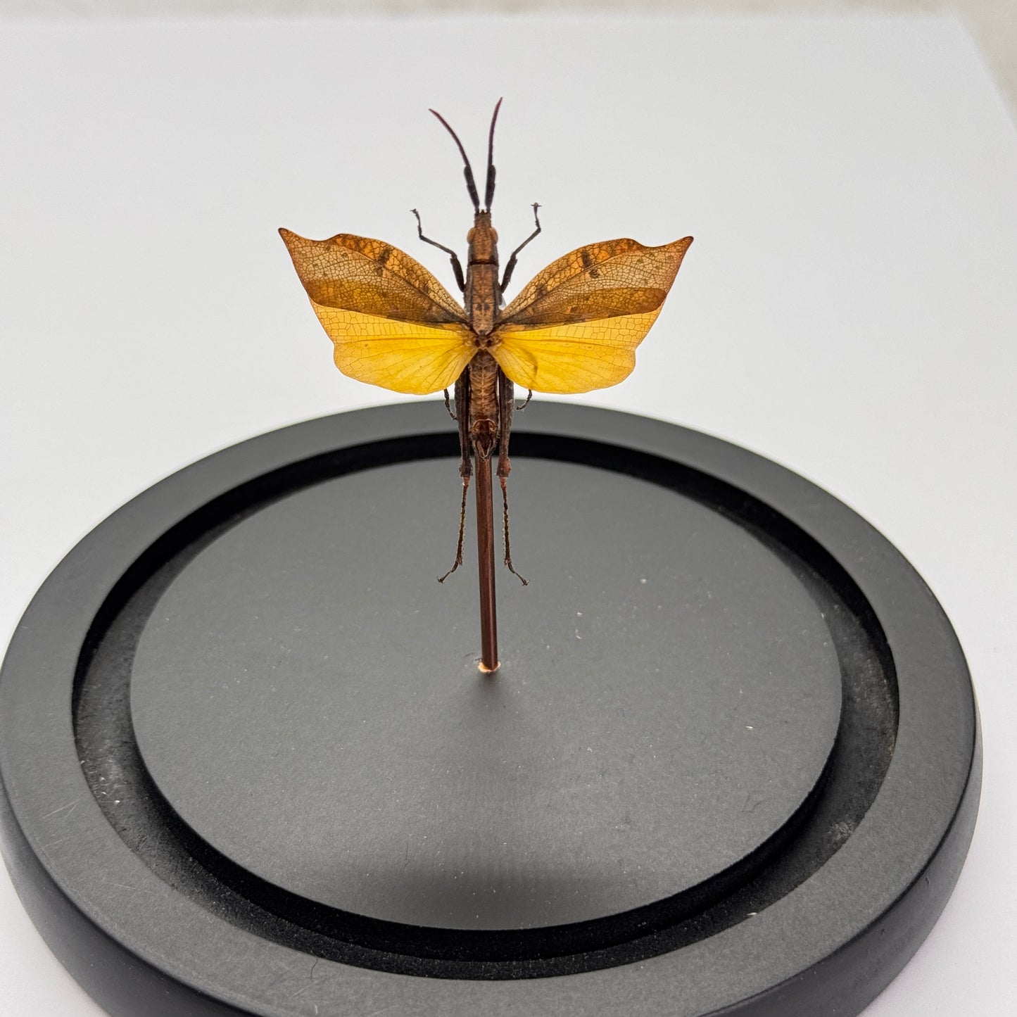 Trigonopteryx celebesia dans un dôme de verre - sauterelle