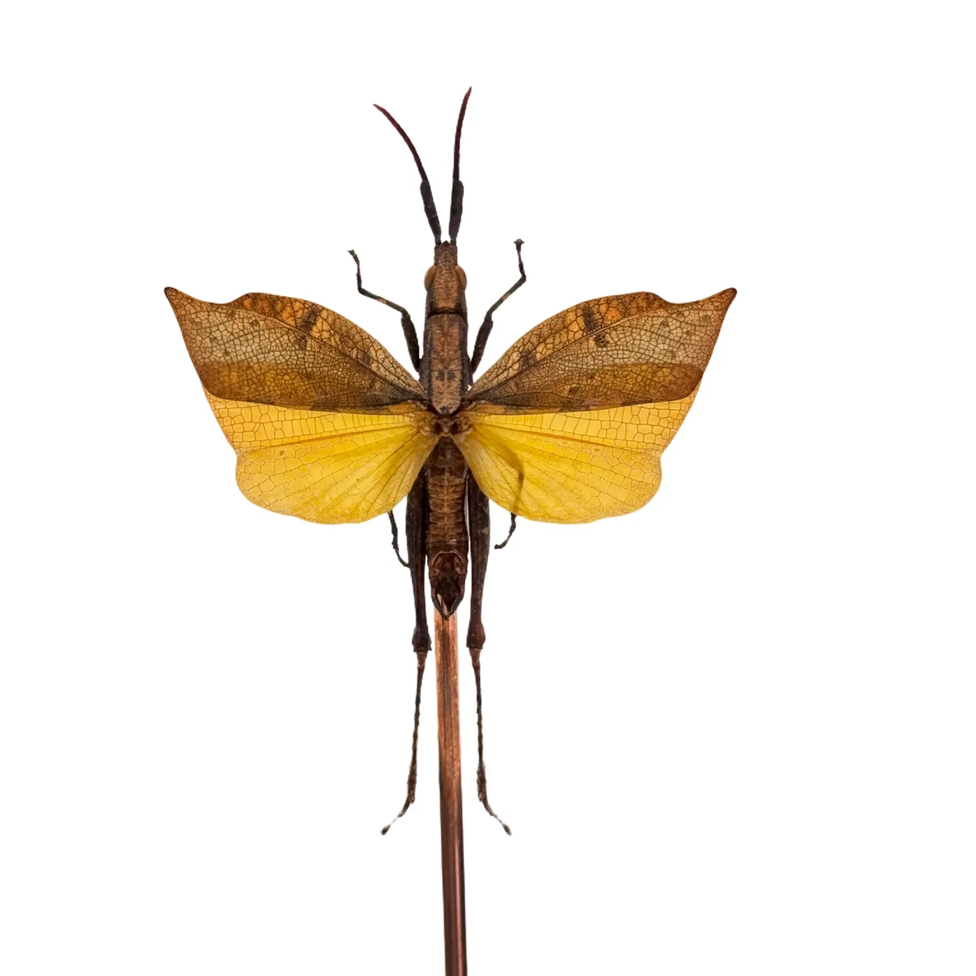 Trigonopteryx celebesia in glazen stolp - sprinkhaan