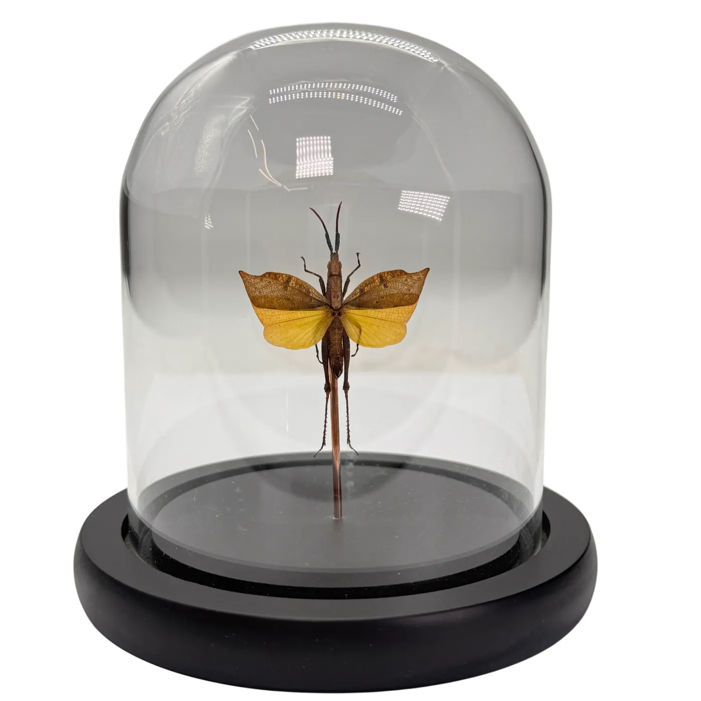 Trigonopteryx celebesia dans un dôme de verre - sauterelle