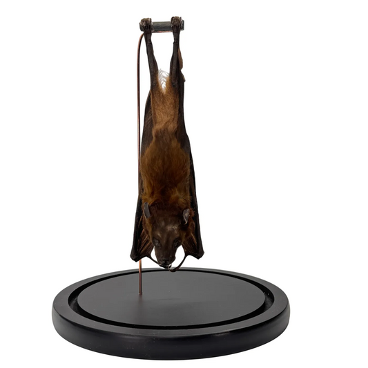 Opgezette vleermuis hangend in stolp - Cynopterus sphinx