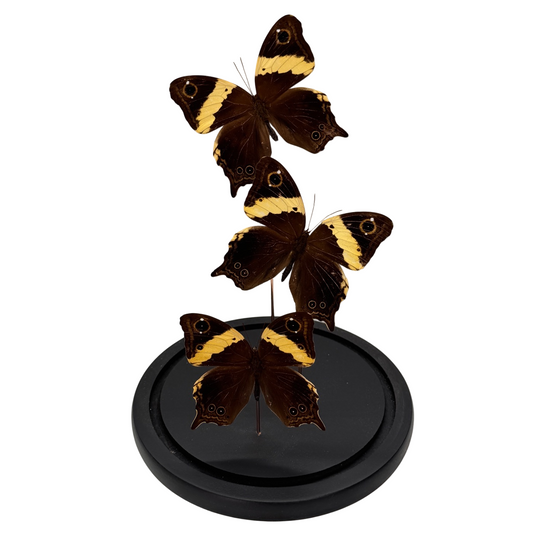 Neorina crishna vlinder in glazen stolp 18x18x30 cm (alleen afhalen)