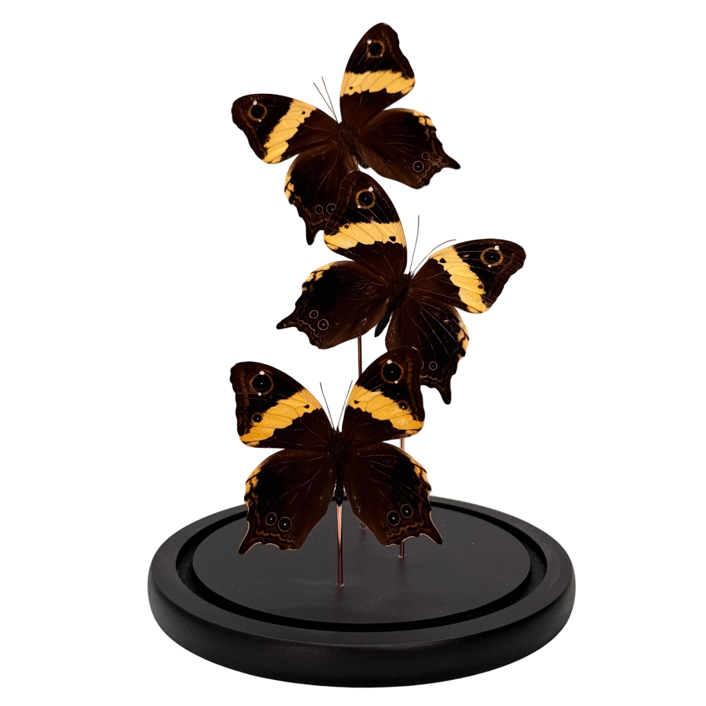 Neorina crishna vlinder in glazen stolp 18x18x30 cm (alleen afhalen)