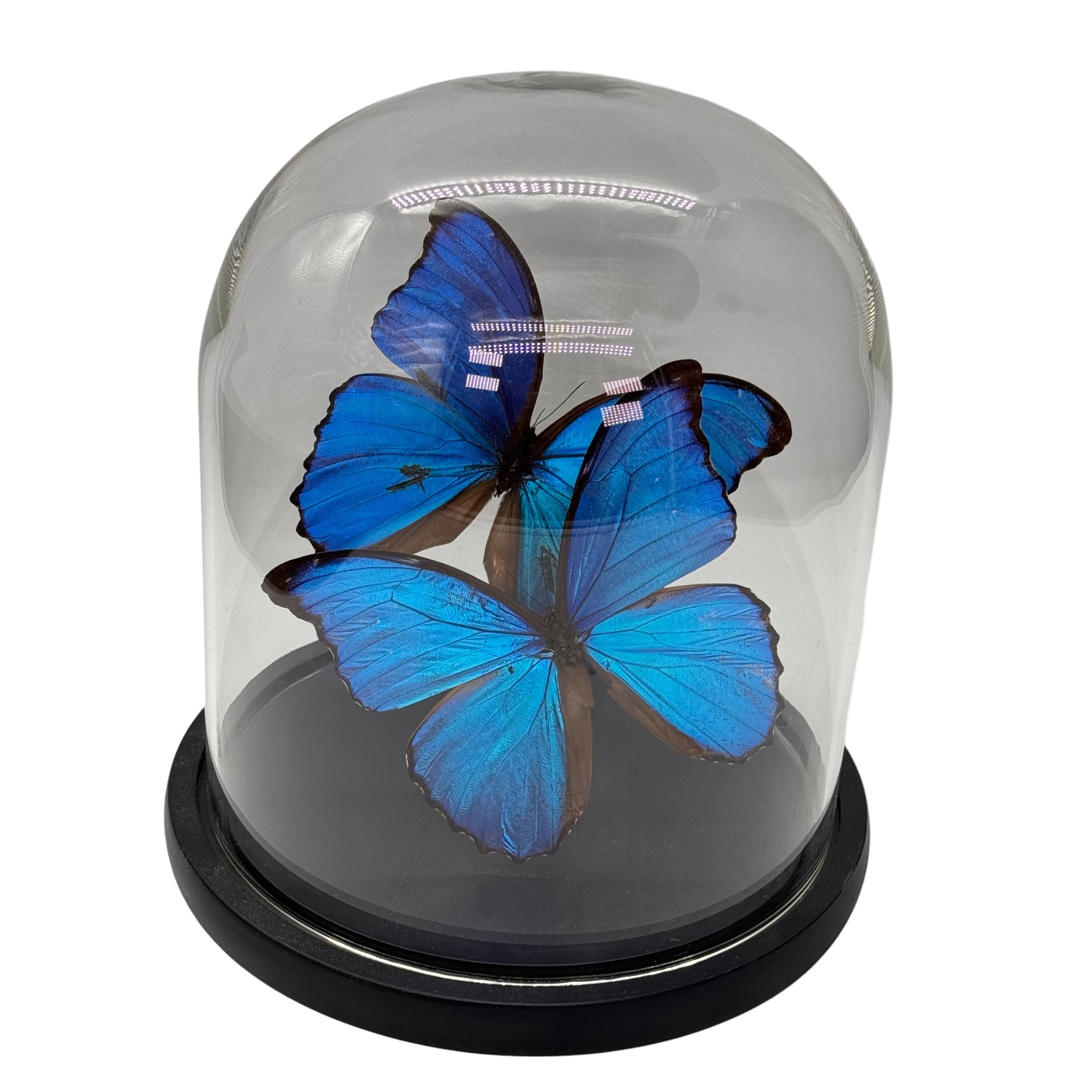 Morpho didius vlinder 2x in glazen stolp (alleen afhalen)