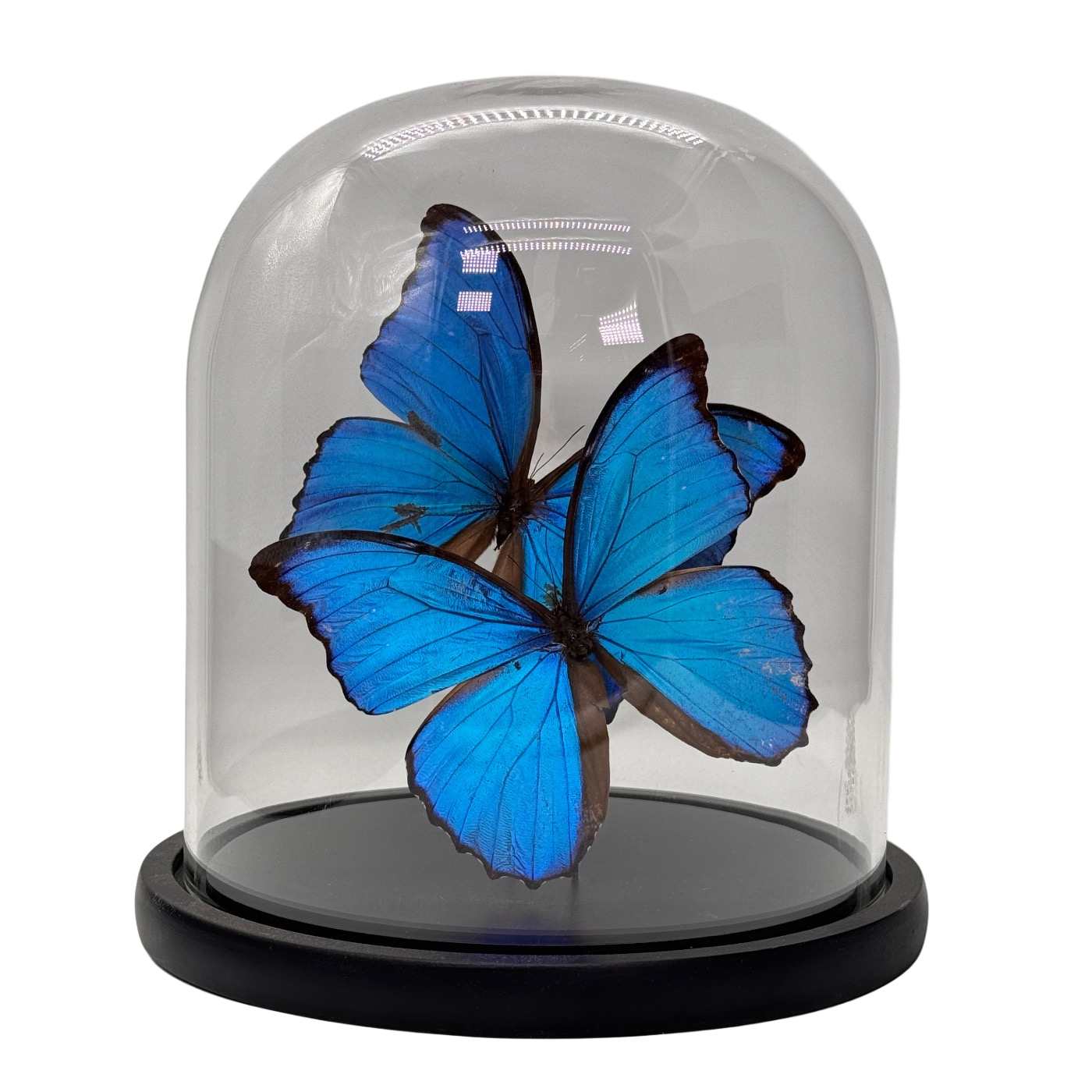 Morpho didius vlinder 2x in glazen stolp (alleen afhalen)