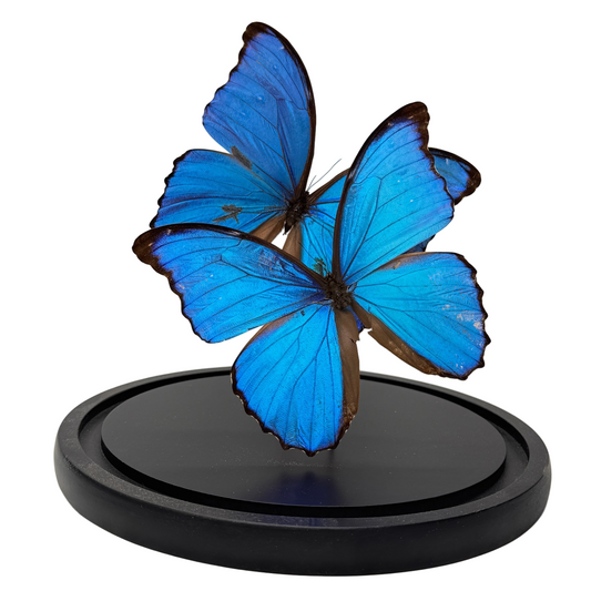 Morpho didius vlinder 2x in glazen stolp (alleen afhalen)