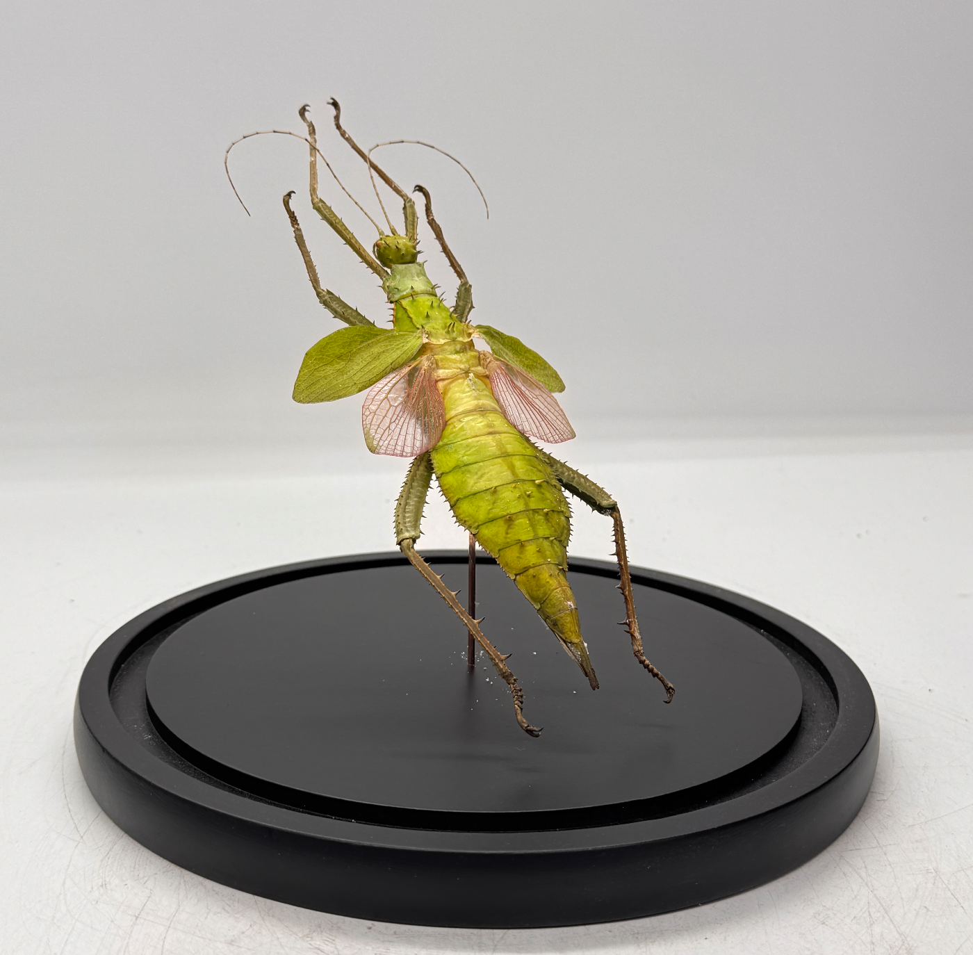 heteropteryx dilatata in glazen stolp - wandelende tak - (alleen afhalen)