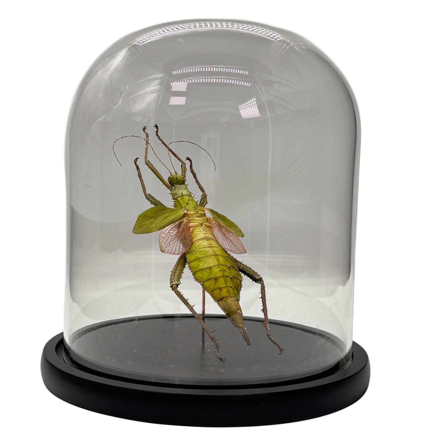 heteropteryx dilatata in glazen stolp - wandelende tak - (alleen afhalen)