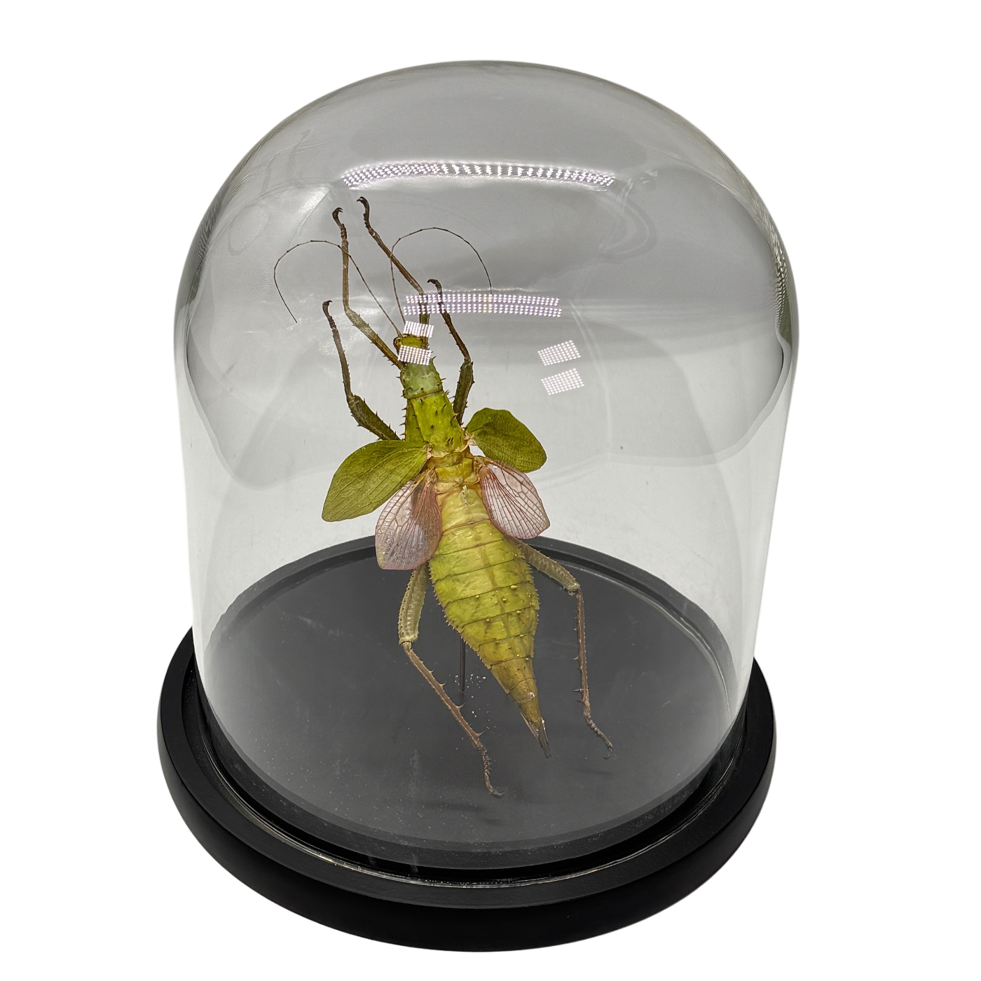 heteropteryx dilatata in glazen stolp - wandelende tak - (alleen afhalen)