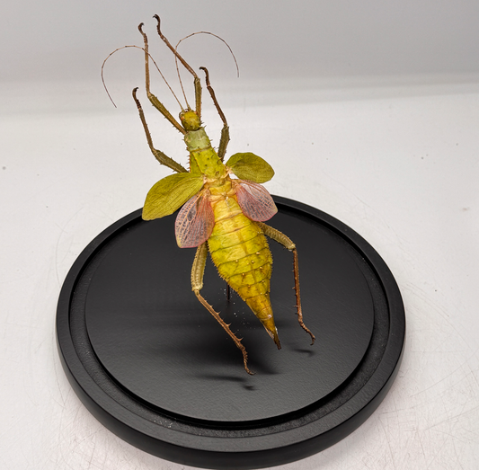 heteropteryx dilatata in glazen stolp - wandelende tak - (alleen afhalen)