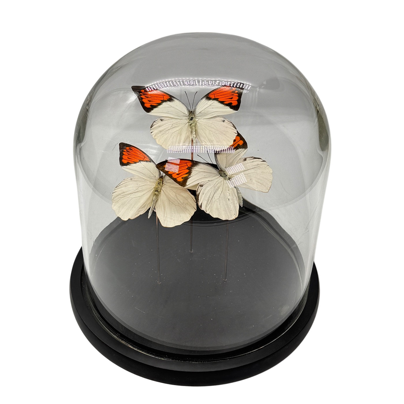 Hebomoia glaucippe vlinder 3x in glazen stolp (alleen afhalen)