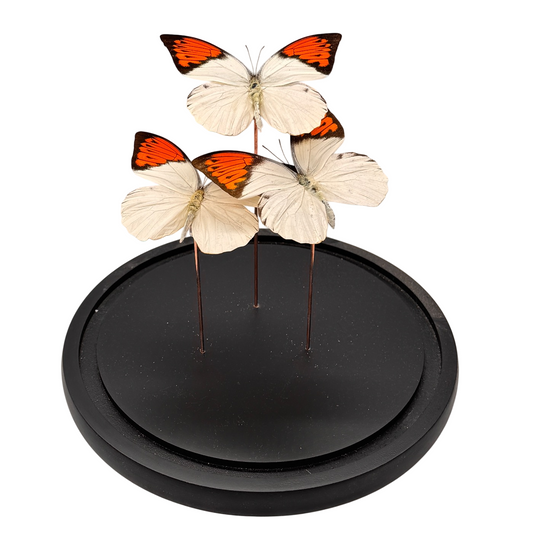 Hebomoia glaucippe vlinder 3x in glazen stolp (alleen afhalen)