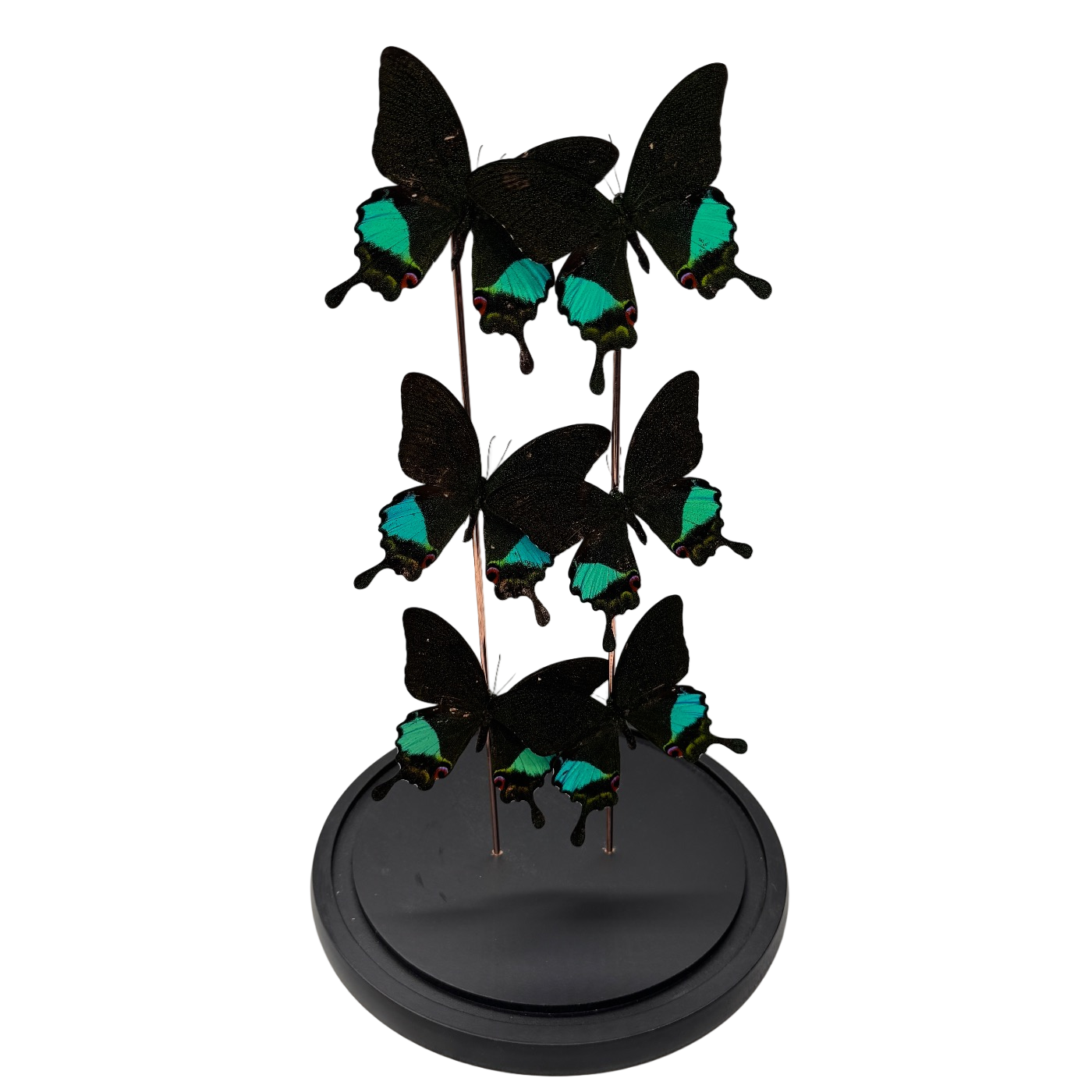 Papillon Papilio karna 6x sous dôme de verre (collection uniquement)