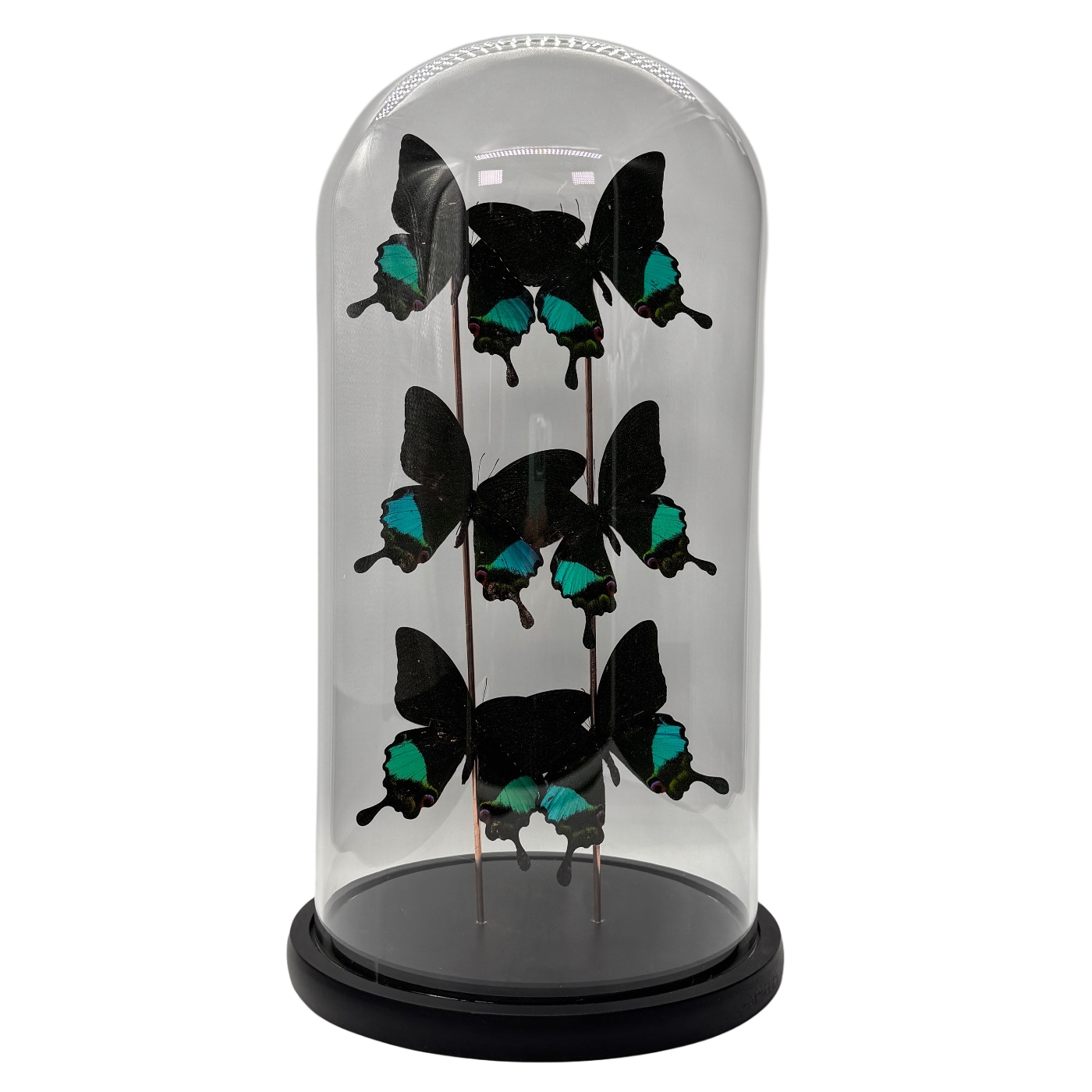 Papillon Papilio karna 6x sous dôme de verre (collection uniquement)