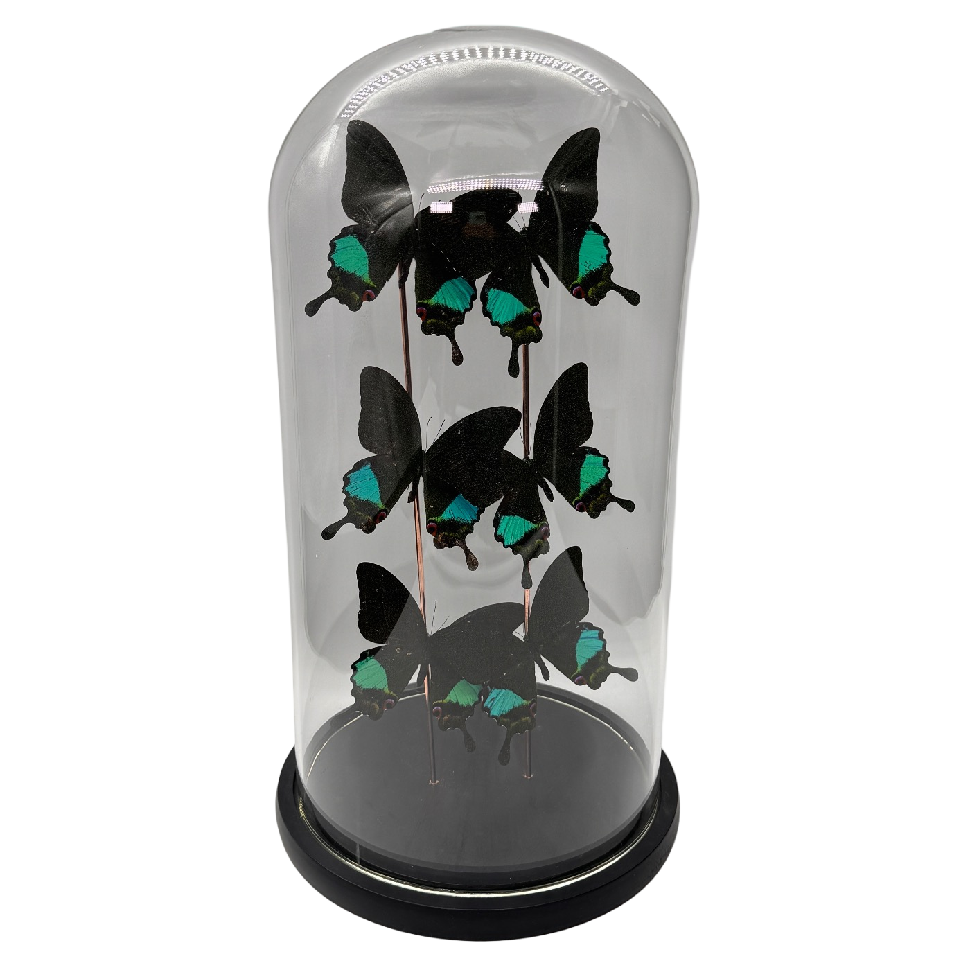 Papilio karna vlinder 6x in glazen stolp (enkel afhalen)