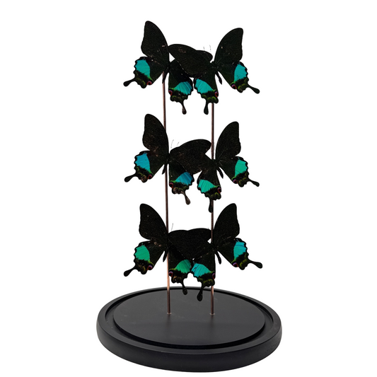 Papilio karna vlinder 6x in glazen stolp (enkel afhalen)