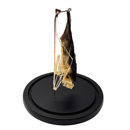 Opgezette vleermuis half skelet hangend in stolp - Cynopterus sphinx