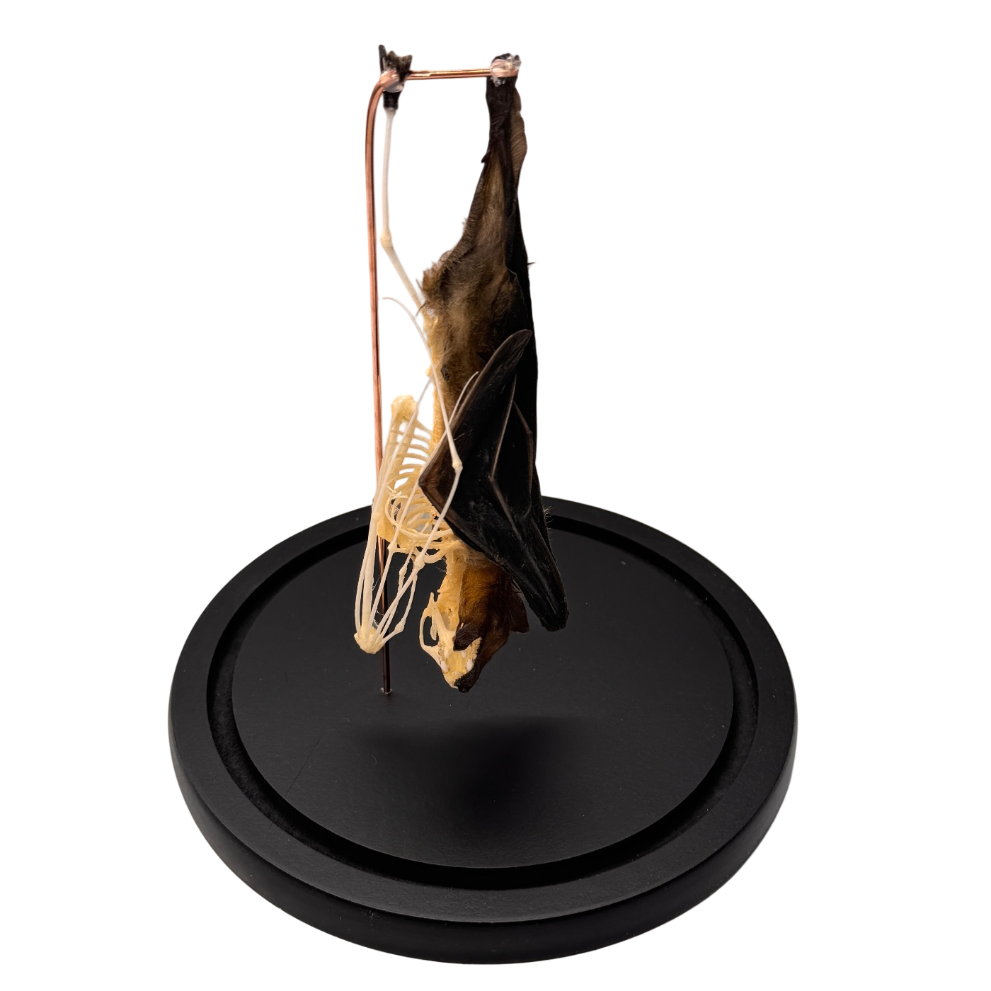 Opgezette vleermuis half skelet hangend in stolp - Cynopterus sphinx