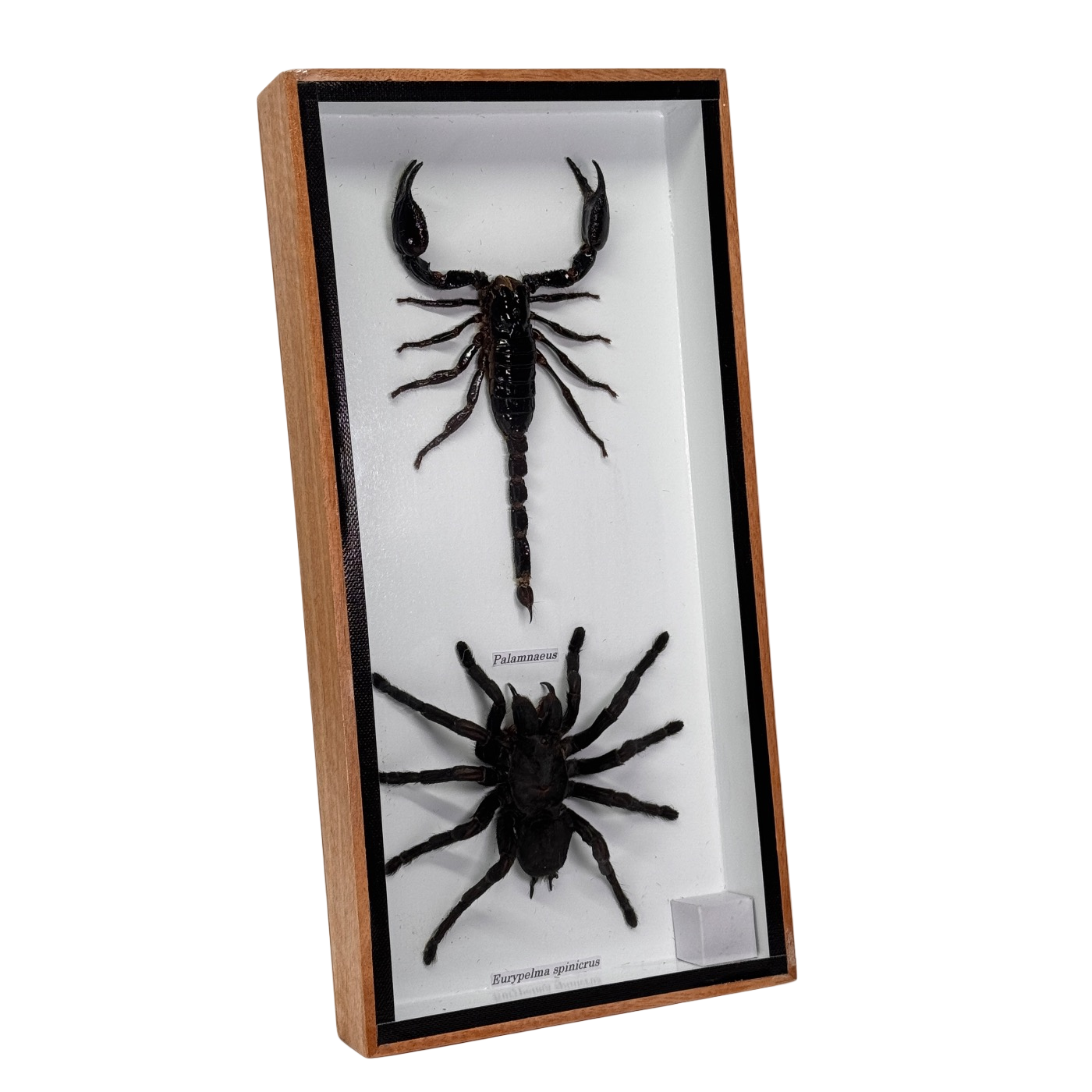 Tarentule et scorpion en boîte - 13,5x20,5 cm