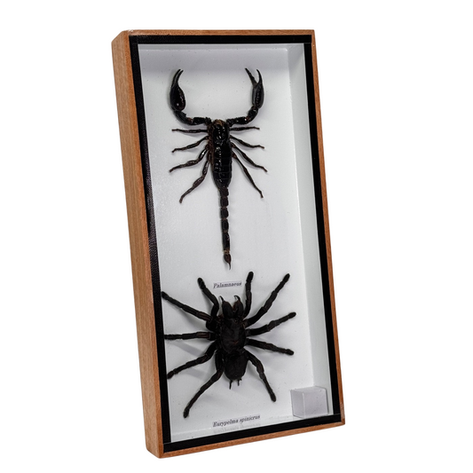 Vogelspin en schorpioen in box - 13,5x20,5 cm