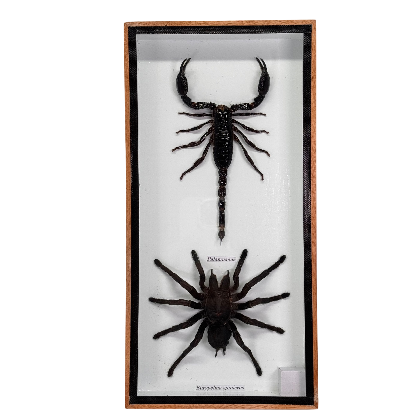 Vogelspin en schorpioen in box - 13,5x20,5 cm