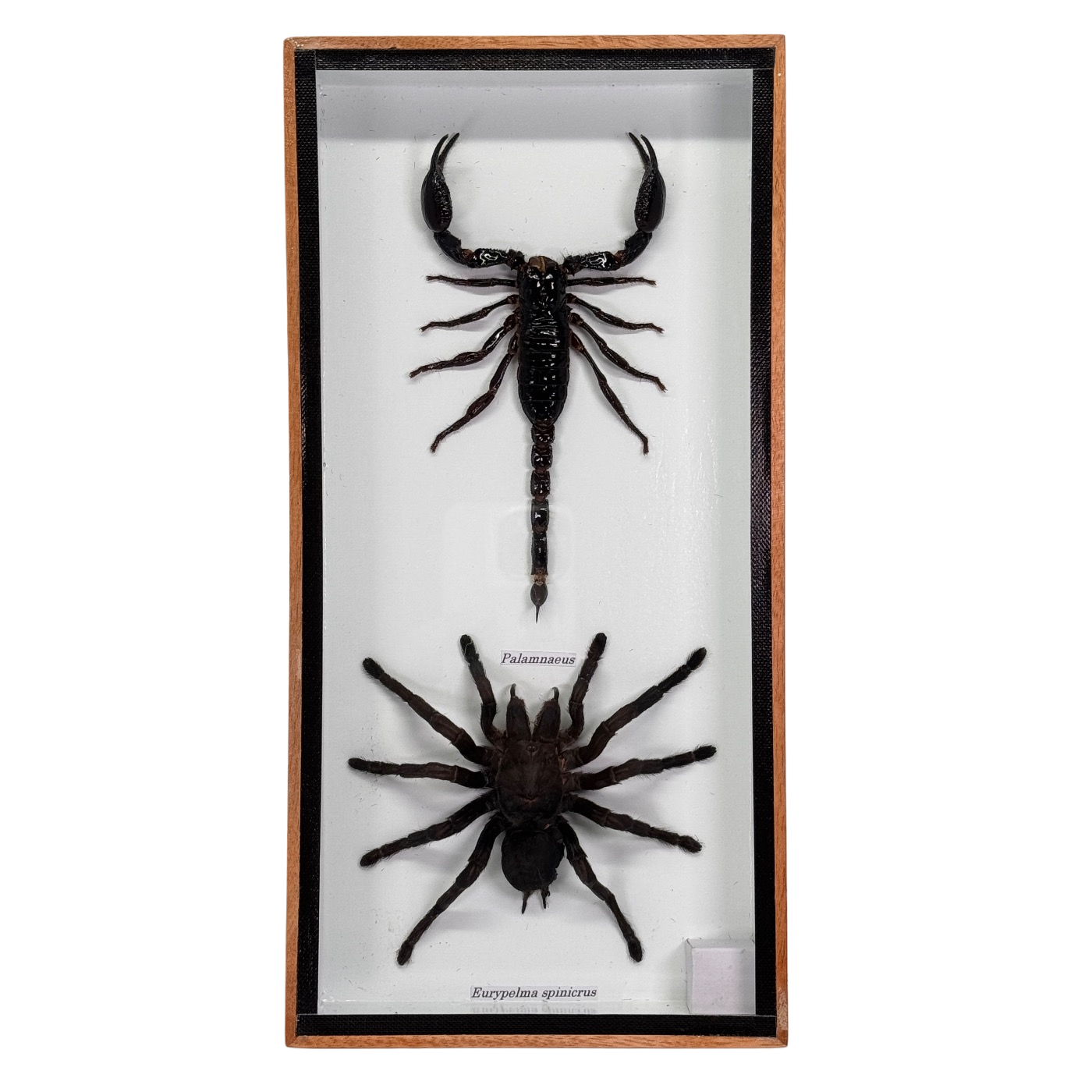 Tarentule et scorpion en boîte - 13,5x20,5 cm