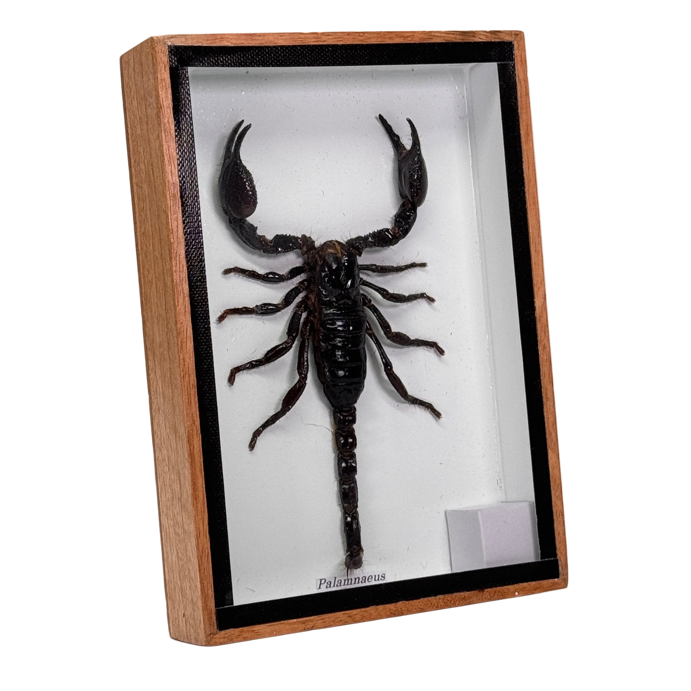 Scorpion en boîte - 12,5x17,5 cm
