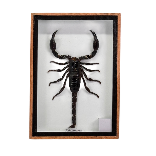 Schorpioen in box - 12,5x17,5 cm